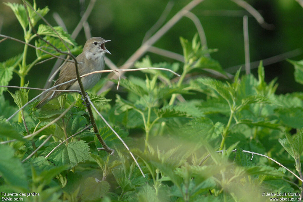 Garden Warbler