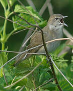 Garden Warbler