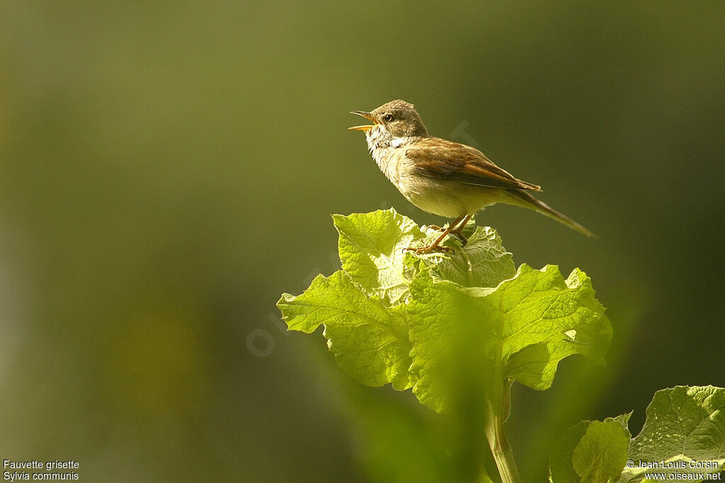 Fauvette grisette