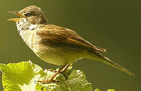 Common Whitethroat