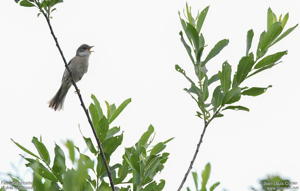 Common Whitethroat