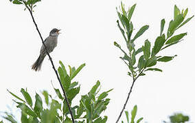 Common Whitethroat