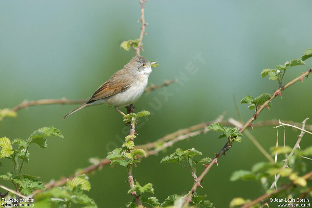 Common Whitethroat