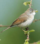 Common Whitethroat