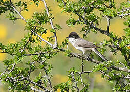 Western Orphean Warbler