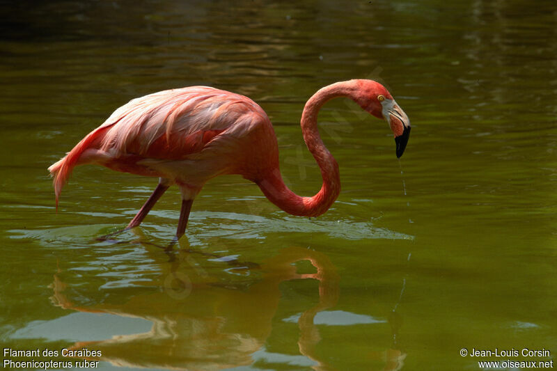 American Flamingo