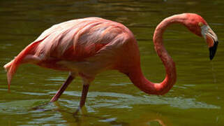 Flamant des Caraïbes