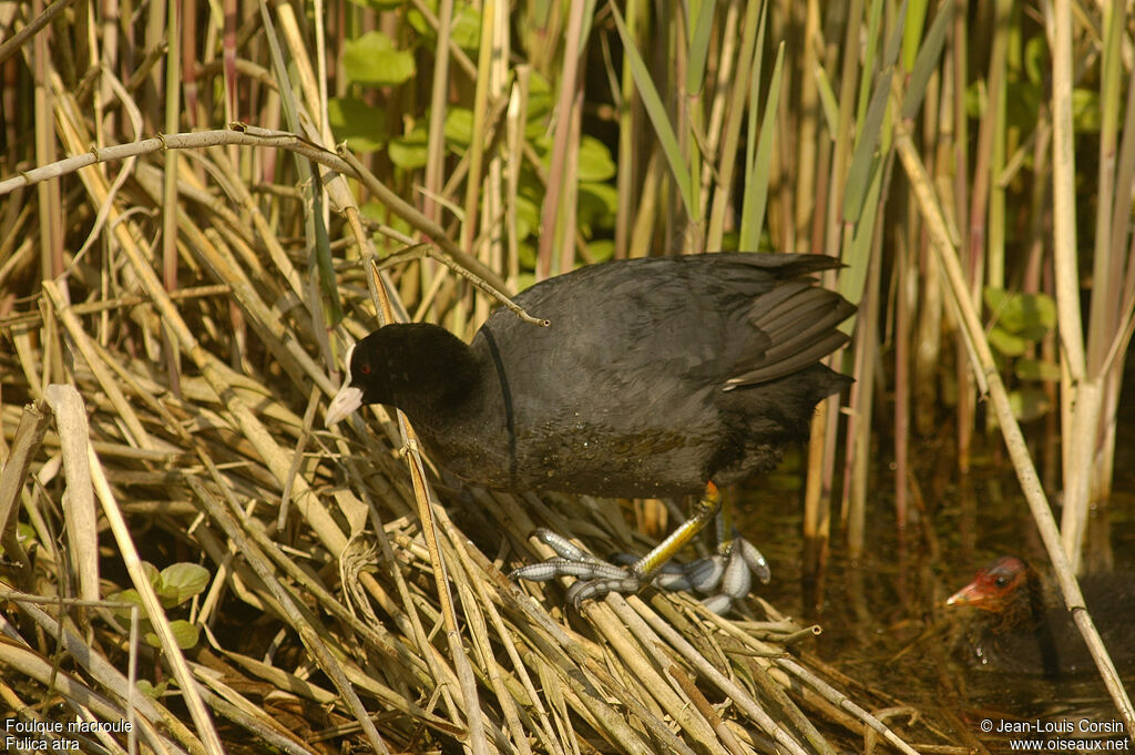 Eurasian Coot female adult