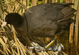 Eurasian Coot