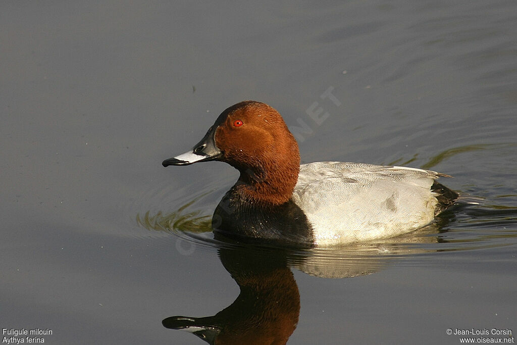 Common Pochard