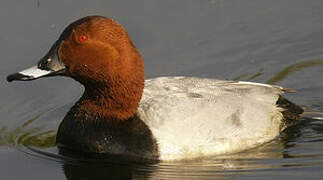 Common Pochard