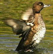 Tufted Duck