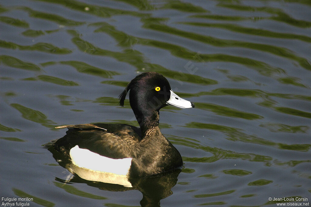 Tufted Duck