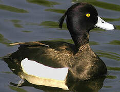 Tufted Duck