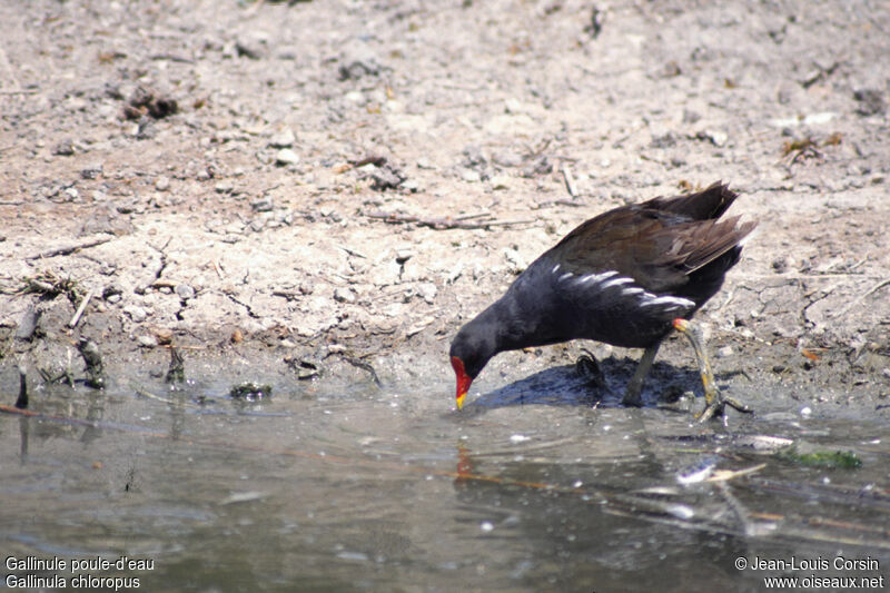 Gallinule poule-d'eau