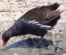 Gallinule poule-d'eau