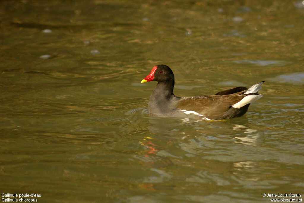 Gallinule poule-d'eau