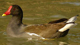 Gallinule poule-d'eau