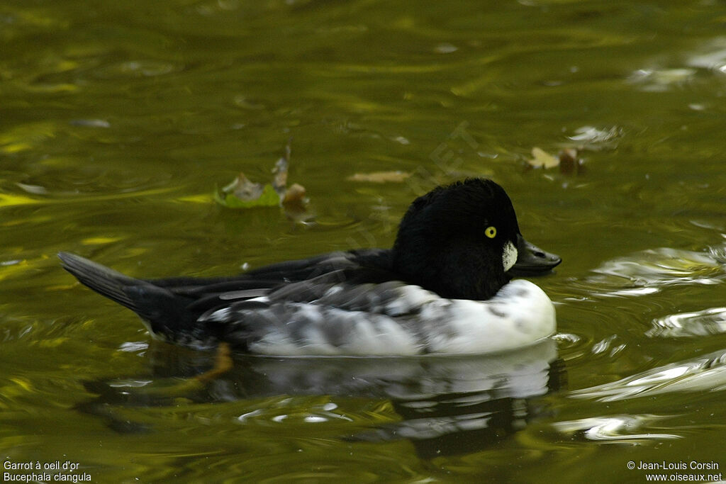 Common Goldeneye male adult