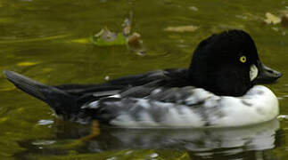 Common Goldeneye