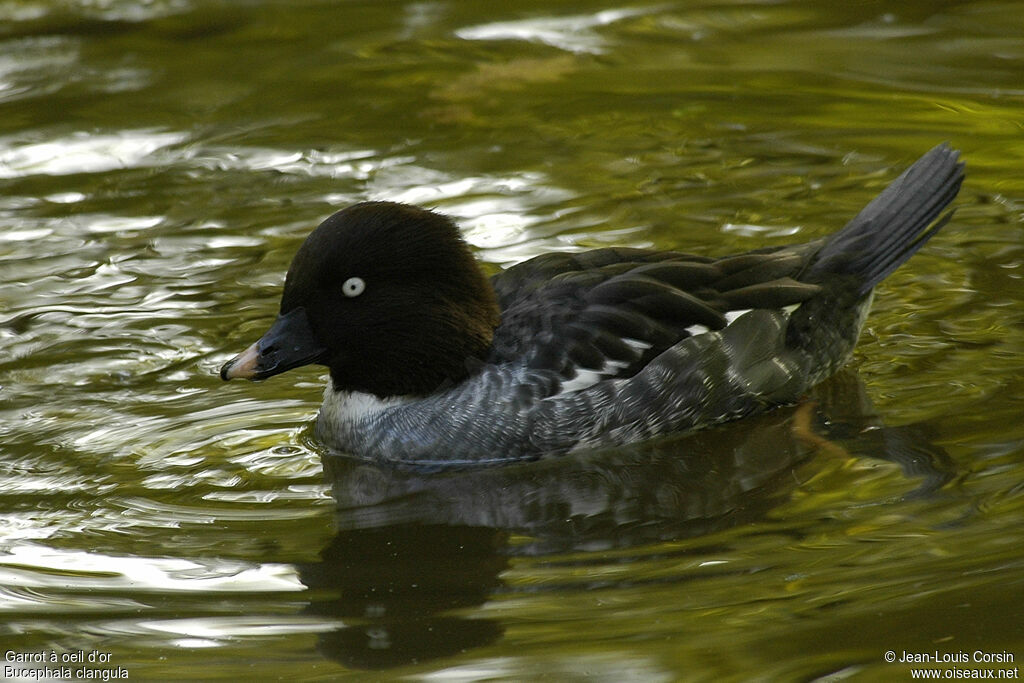 Garrot à oeil d'or femelle adulte