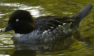 Common Goldeneye