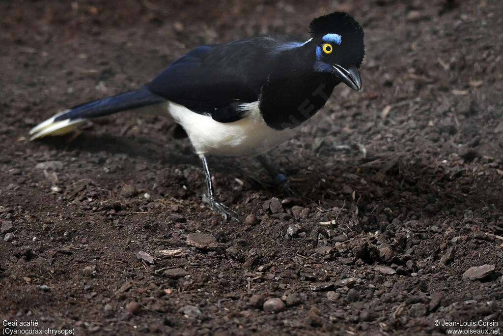 Plush-crested Jayadult