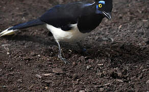 Plush-crested Jay