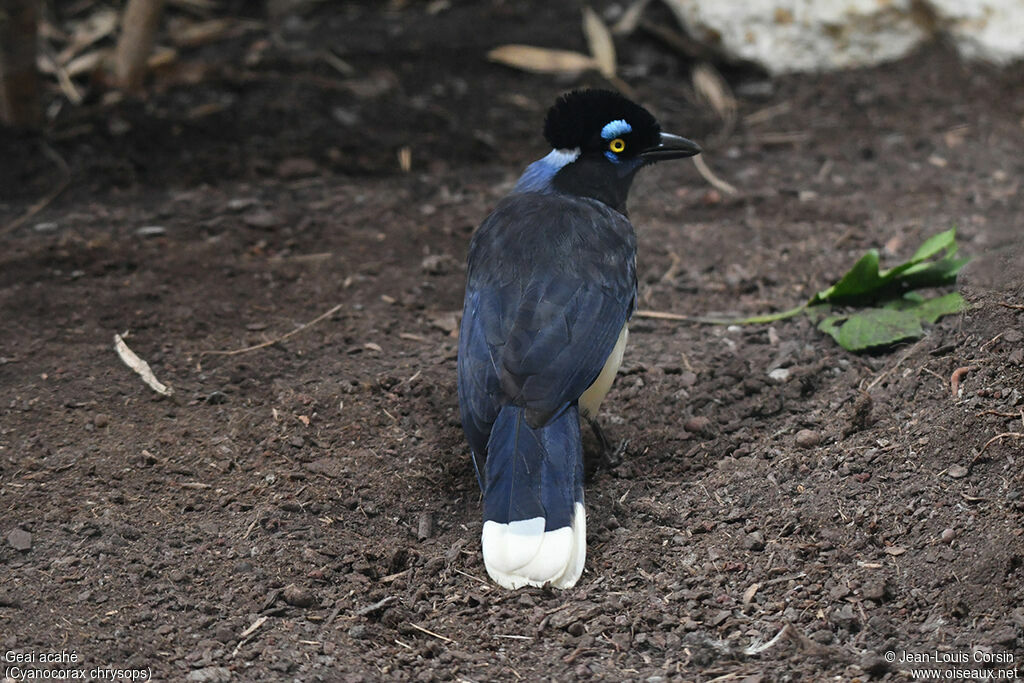 Plush-crested Jayadult