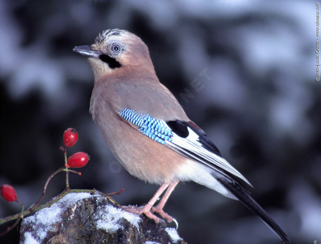 Eurasian Jay