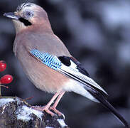 Eurasian Jay