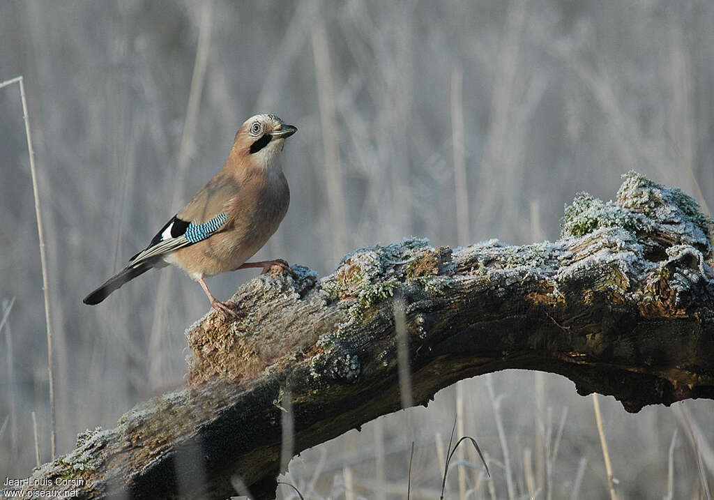 Eurasian Jay, pigmentation, Behaviour