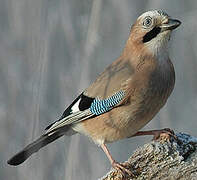 Eurasian Jay