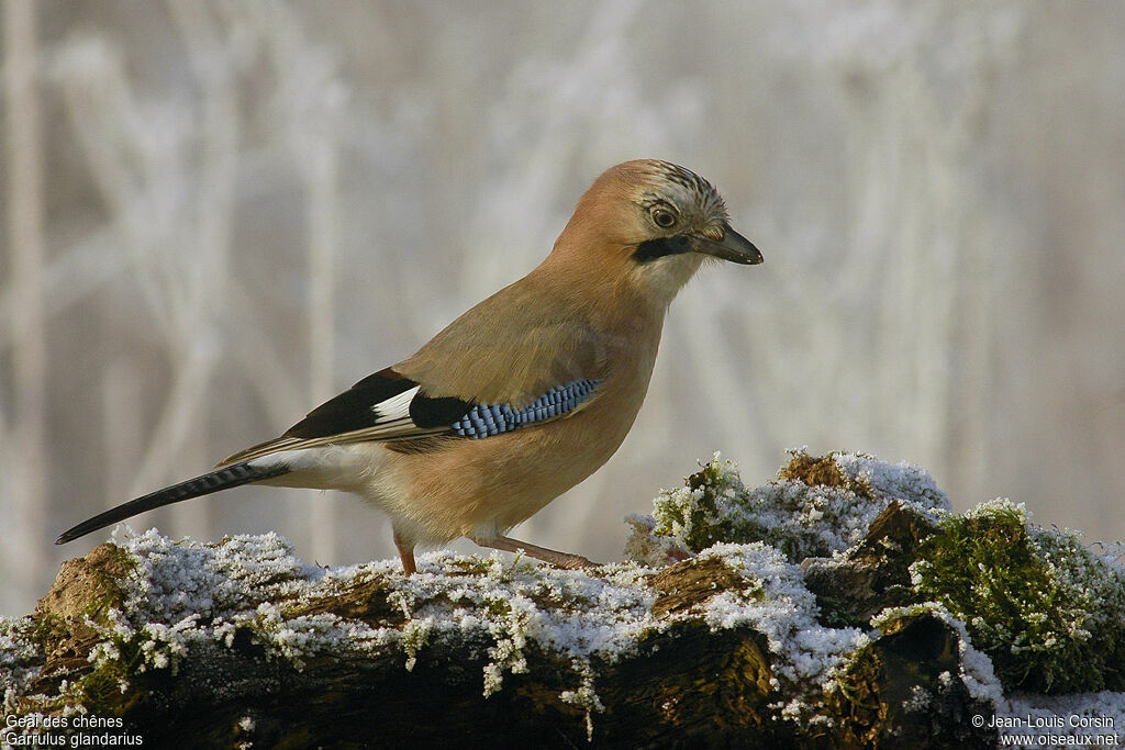 Geai des chênes