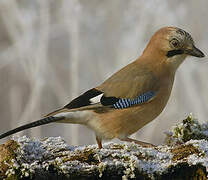 Eurasian Jay