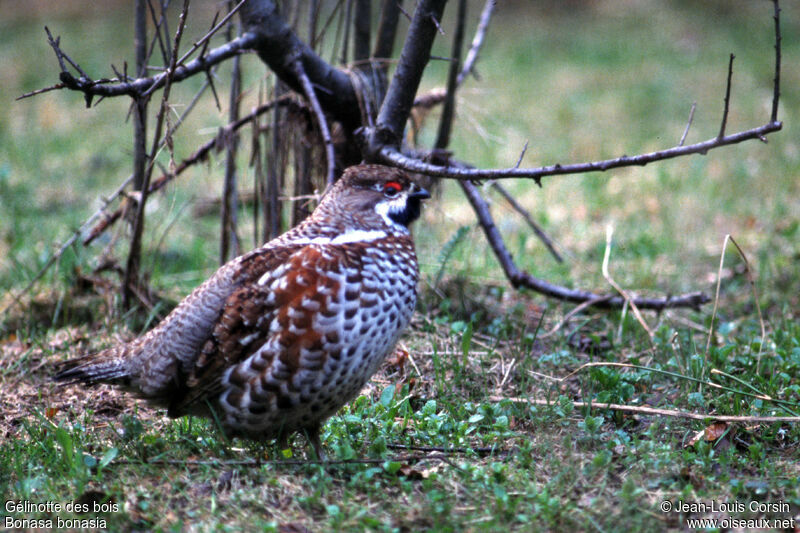 Gélinotte des bois