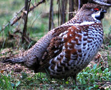 Hazel Grouse