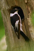 Collared Flycatcher