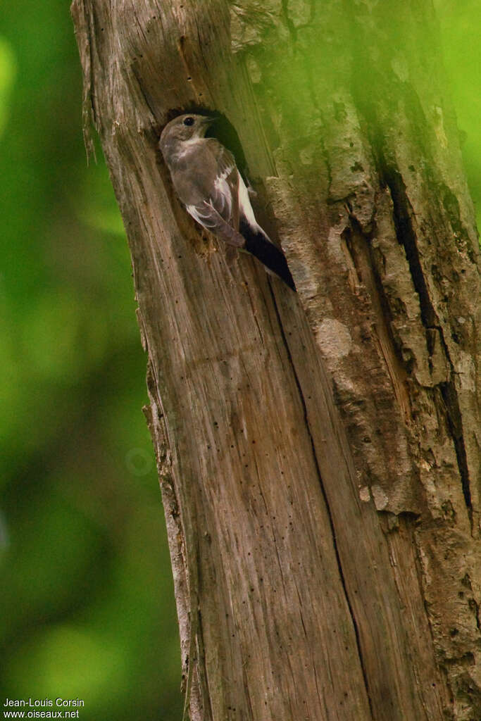 Collared Flycatcher female adult, Reproduction-nesting