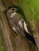 Collared Flycatcher