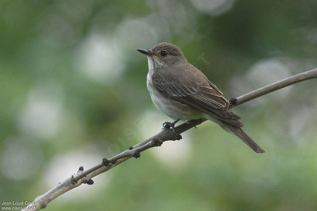 Spotted Flycatcheradult, identification