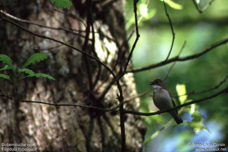 European Pied Flycatcher