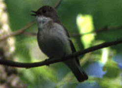 European Pied Flycatcher