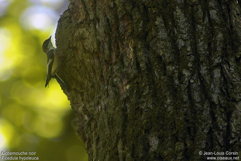 European Pied Flycatcher male adult