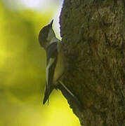 European Pied Flycatcher