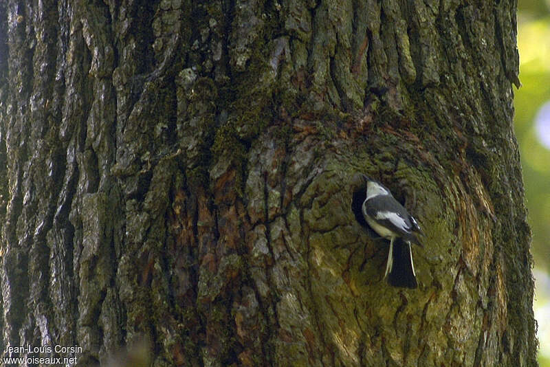 European Pied Flycatcher male adult, Reproduction-nesting