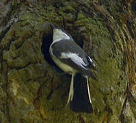 European Pied Flycatcher