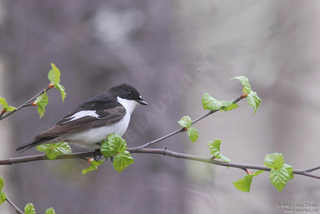 Gobemouche noir