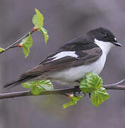 European Pied Flycatcher