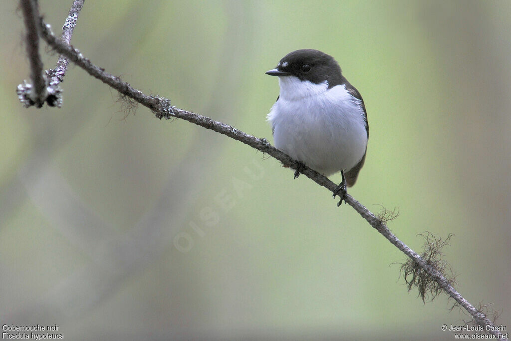 European Pied Flycatcher